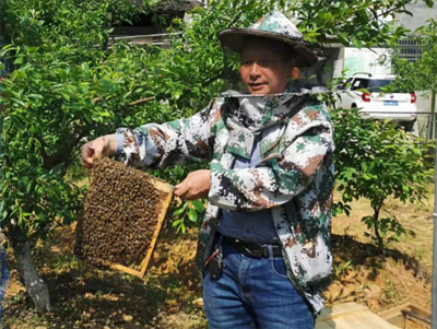 农村实用人才带头人丨典型案例(54)叶必得:医道养蜂出深山品牌